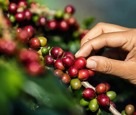 Manejo nutricional estratégico é a chave para superar desafios climáticos e garantir qualidade na safra de café, destaca especialista